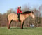 Horse ad