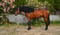Horse ad