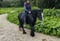 Annuncio cavallo