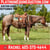 Horse ad