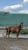 Horse ad