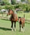 Annuncio cavallo