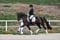 Annuncio cavallo
