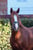 Horse ad