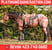 Horse ad
