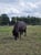 Annonce cheval