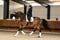 Annuncio cavallo