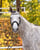 Paardadvertentie