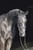 Annuncio cavallo