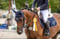 Horse ad
