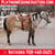 Annuncio cavallo