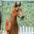 Annuncio cavallo