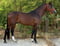 Horse ad