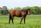 Annuncio cavallo
