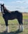 Horse ad