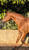 Annuncio cavallo