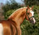 Horse ad