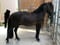 Horse ad