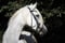 Horse ad