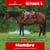 Paardadvertentie