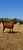 Annuncio cavallo