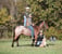 Horse ad