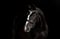 Horse ad
