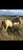 Annuncio cavallo