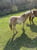 Annuncio cavallo