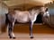 Horse ad