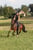 Horse ad