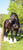 Horse ad