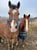 Annuncio cavallo