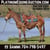 Horse ad
