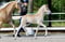 Annuncio cavallo