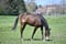 Annuncio cavallo
