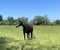 Annuncio cavallo
