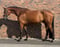 Annuncio cavallo