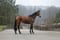 Horse ad