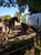 Pferdeinserat