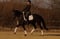 Annuncio cavallo