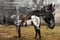 Annuncio cavallo