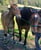 Horse ad