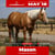 Anuncio de caballos