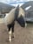 Horse ad