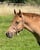 Horse ad