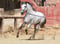 Annuncio cavallo