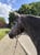 Annonce cheval