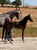 Horse ad