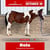 Paardadvertentie